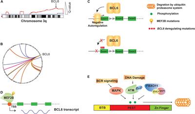 Epigenetic Programing of B-Cell Lymphoma by BCL6 and Its Genetic Deregulation